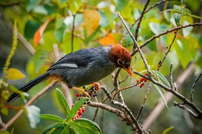 Spiegelhäherling / Chestnut-capped Laughingthrush - Spectacled Laughingthrush